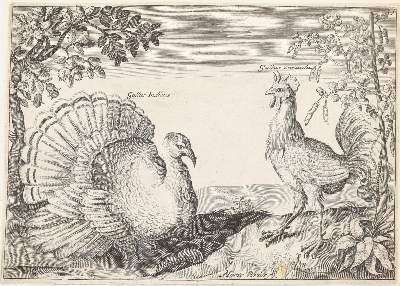Bild Nr.6: 140-1928 Briot, Marie.: (Zoologie, Vögel)