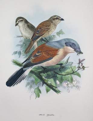 Bild Nr.1: 140-1930 Dresser,H.E.: (Zoologie, Vögel)