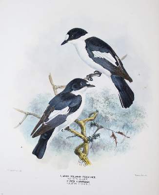 Bild Nr.2: 140-1930 Dresser,H.E.: (Zoologie, Vögel)