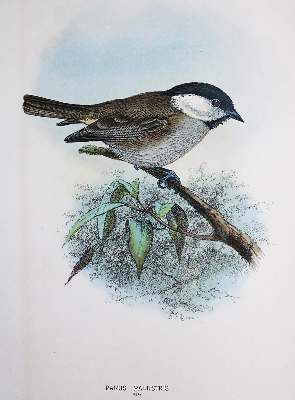 Bild Nr.3: 140-1930 Dresser,H.E.: (Zoologie, Vögel)