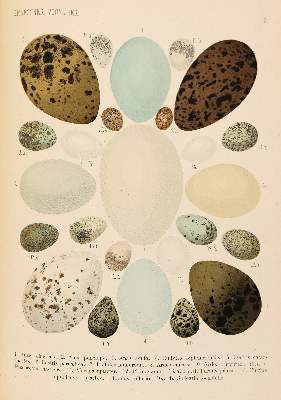 Bild Nr.2: 140-1932 Graessner,F.: (Zoologie, Vögel)