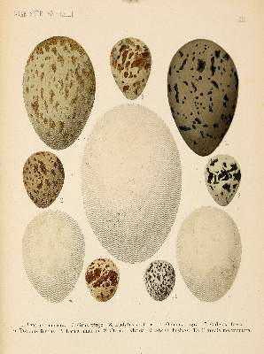 Bild Nr.3: 140-1932 Graessner,F.: (Zoologie, Vögel)