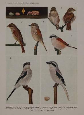 Bild Nr.3: 140-1933 Heinroth,O. u. M.: (Zoologie, Vögel)