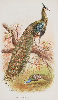 Bild Nr.2: 140-1934 Hume,A.O. u. C.H.T.Marshall.: (Zoologie, Vögel)