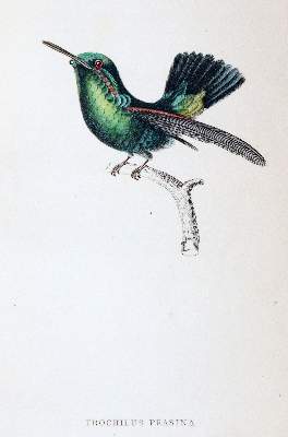 Bild Nr.1: 140-1935 Jardine,W.: (Zoologie, Vögel, Kolibris)