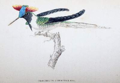 Bild Nr.4: 140-1935 Jardine,W.: (Zoologie, Vögel, Kolibris)
