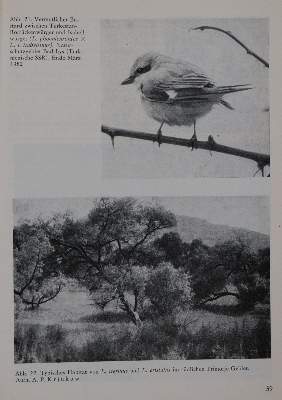 Bild Nr.1: 140-1939 Ornithologie.: (Zoologie, Vögel)