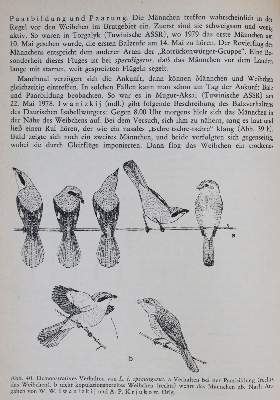 Bild Nr.2: 140-1939 Ornithologie.: (Zoologie, Vögel)