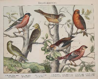Bild Nr.3: 140-1940 Ornithologie.: (Zoologie, Vögel)