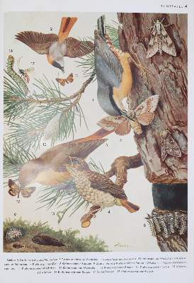 Bild Nr.1: 140-1941 Ornithologie.: (Zoologie, Vögel)