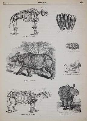 Bild Nr.4: 140-1942 (Pöppig,E.).: (Zoologie, Vögel)