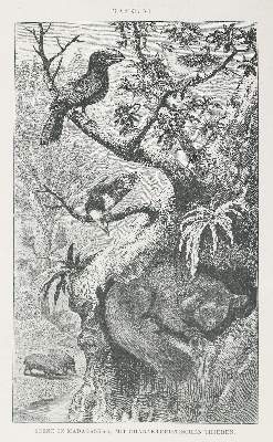 Bild Nr.1: 140-1945 Wallace,A.R.: (Zoologie)