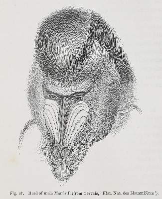 Bild Nr.1: 140-1952 Darwin,Ch.: (Verschiedene Gebiete - Varia, Anthropologie)