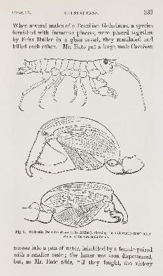 Bild Nr.2: 140-1952 Darwin,Ch.: (Verschiedene Gebiete - Varia, Anthropologie)