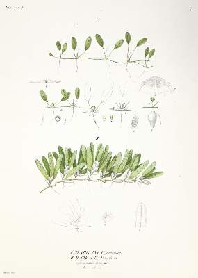 Bild Nr.1: 140-1980 Ehrenberg,C.G.: (Verschiedene Gebiete - Varia)