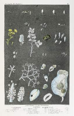 Bild Nr.3: 140-1980 Ehrenberg,C.G.: (Verschiedene Gebiete - Varia)