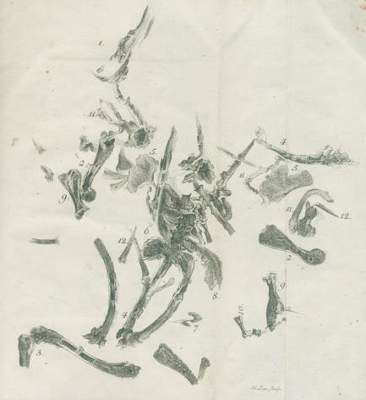 Bild Nr.2: 140-1994 Leonhard,C.C. (Hrsg.).: (Verschiedene Gebiete - Varia, Geologie - Mineralogie u. Paläontologie, Goethe)