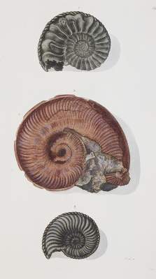 Bild Nr.2: 140-1995 Knorr,G.W.: (Verschiedene Gebiete - Varia, Geologie - Mineralogie u. Paläontologie)