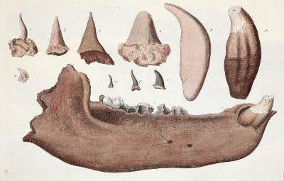 Bild Nr.3: 140-1995 Knorr,G.W.: (Verschiedene Gebiete - Varia, Geologie - Mineralogie u. Paläontologie)
