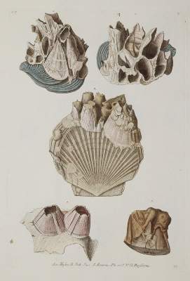Bild Nr.4: 140-1995 Knorr,G.W.: (Verschiedene Gebiete - Varia, Geologie - Mineralogie u. Paläontologie)