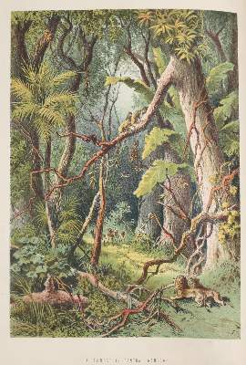 Bild Nr.1: 140-2101 (Roberts,J.S.).: (Afrika)