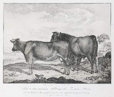 Bild Nr.1: 140-2243 Weckherlin,A.v.: (Deutschland, Baden-Württemberg, Rinder)