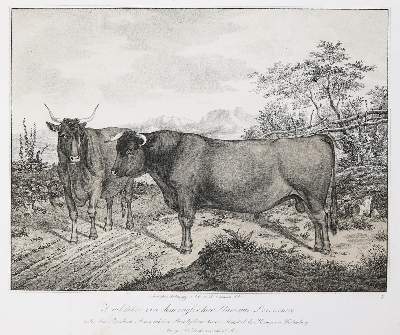 Bild Nr.2: 140-2243 Weckherlin,A.v.: (Deutschland, Baden-Württemberg, Rinder)
