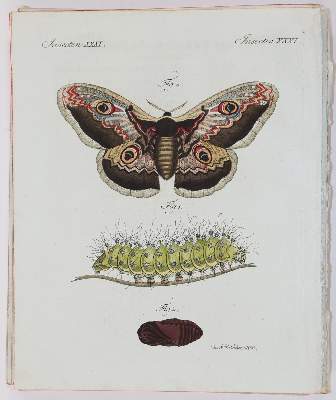 Bild Nr.19: 140-3377 Bertuch.: (Varia)