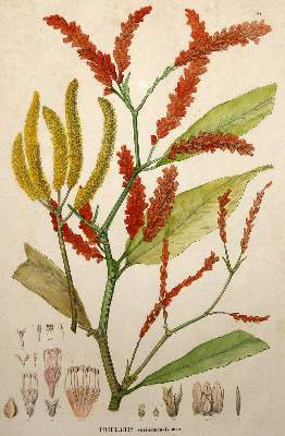 Bild Nr.2: 140-3395 Amarant oder Fuchsschwanzgewächse.: (Varia, Botanik)
