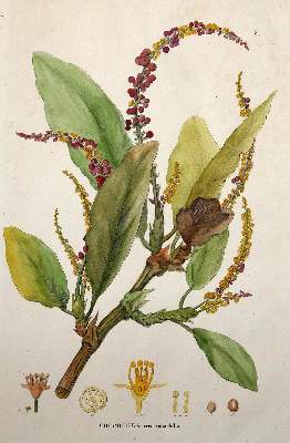 Bild Nr.3: 140-3395 Amarant oder Fuchsschwanzgewächse.: (Varia, Botanik)