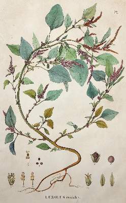 Bild Nr.4: 140-3395 Amarant oder Fuchsschwanzgewächse.: (Varia, Botanik)