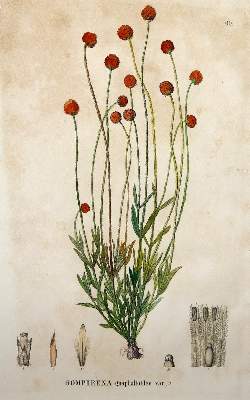 Bild Nr.5: 140-3395 Amarant oder Fuchsschwanzgewächse.: (Varia, Botanik)