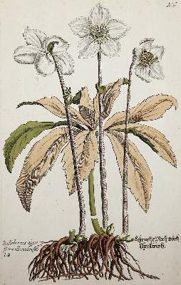 Bild Nr.6: 140-3395 Amarant oder Fuchsschwanzgewächse.: (Varia, Botanik)