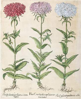 Bild Nr.1: 140-3396 Besler, B.: (Varia, Botanik)