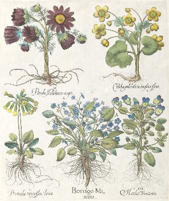 Bild Nr.2: 140-3396 Besler, B.: (Varia, Botanik)
