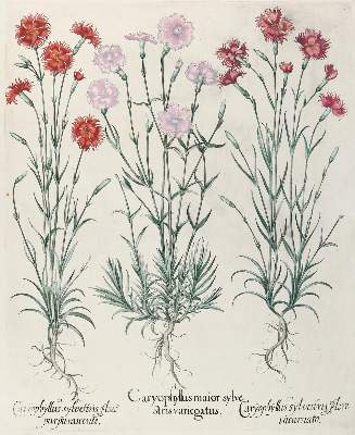 Bild Nr.1: 140-3397 Besler, B.: (Varia, Botanik)