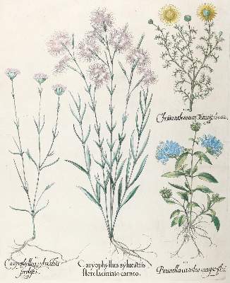 Bild Nr.3: 140-3397 Besler, B.: (Varia, Botanik)
