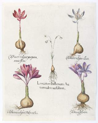 Bild Nr.3: 140-3398 Besler, B.: (Varia, Botanik)