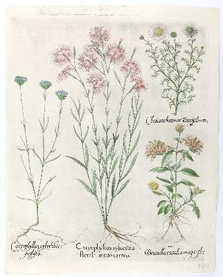 Bild Nr.4: 140-3398 Besler, B.: (Varia, Botanik)