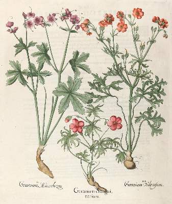 Bild Nr.1: 140-3399 Besler, B.: (Varia, Botanik)