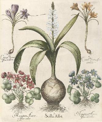 Bild Nr.2: 140-3399 Besler, B.: (Varia, Botanik)