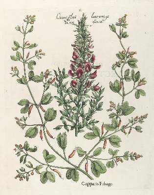 Bild Nr.3: 140-3399 Besler, B.: (Varia, Botanik)