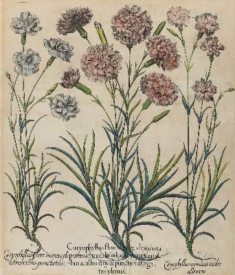 Bild Nr.1: 140-3400 Gartennelken.: (Varia, Botanik, Besler)