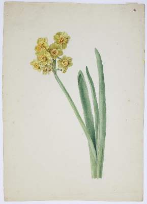 Bild Nr.1: 140-3401 Blaschek,Franz (1787-1868).: (Varia, Botanik)