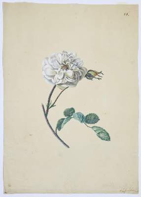 Bild Nr.2: 140-3402 Blaschek,Franz. (1787-1868).: (Varia, Botanik)