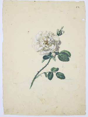 Bild Nr.3: 140-3402 Blaschek,Franz. (1787-1868).: (Varia, Botanik)
