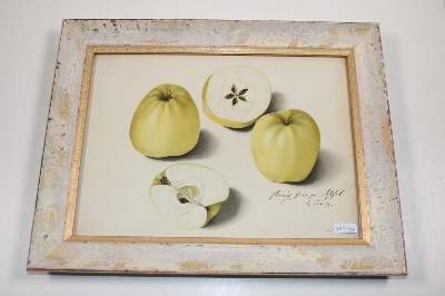 Bild Nr.212: 140-3403 Blaschek,Franz. (1787-1868).: (Varia, Botanik)