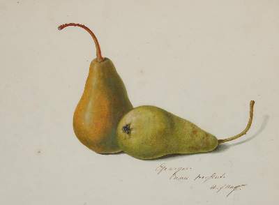 Bild Nr.22: 140-3403 Blaschek,Franz. (1787-1868).: (Varia, Botanik)