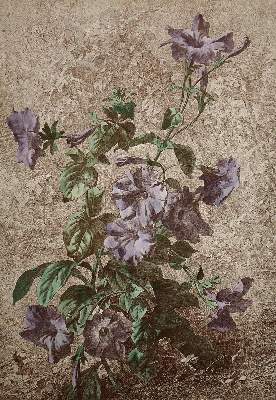 Bild Nr.2: 140-3404 Blumen.: (Varia, Botanik)
