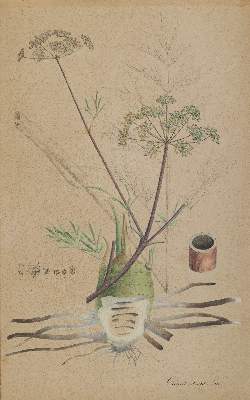 Bild Nr.1: 140-3405 Christrose u. Wasserschierling.: (Varia, Botanik)